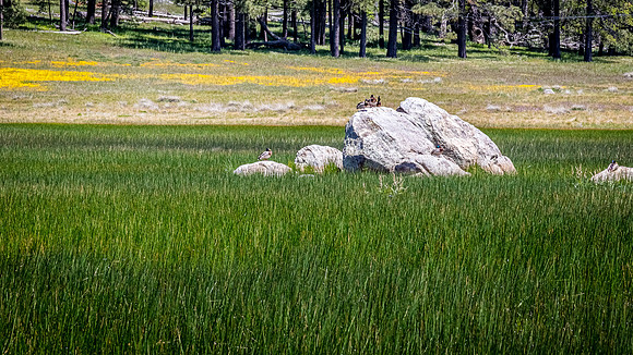Laguna Meadows 05/2019