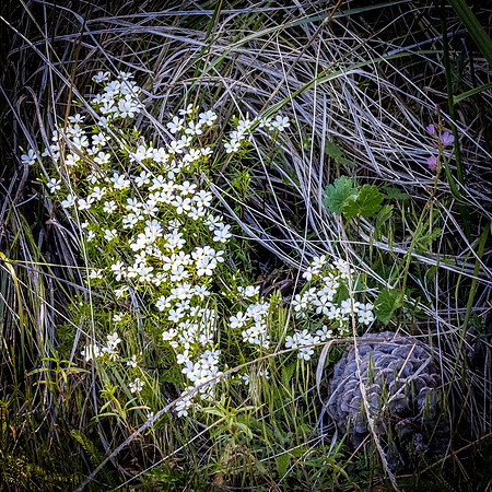 Laguna Meadows 05/2019