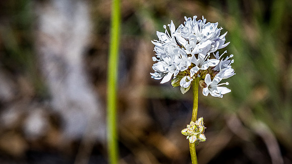 Laguna Meadows 05/2019