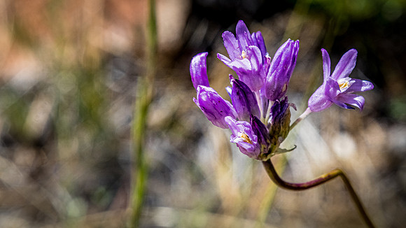 Laguna Meadows 05/2019