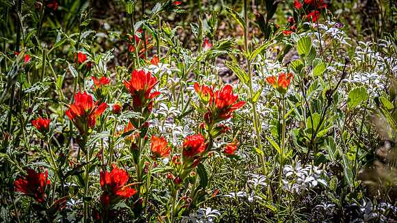 Laguna Meadows 05/2019