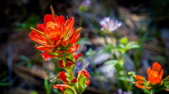 Laguna Meadows 05/2019