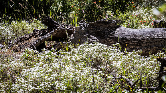 Laguna Meadows 05/2019