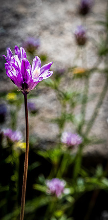 Laguna Meadows 05/2019