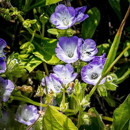 Laguna Meadows 05/2019