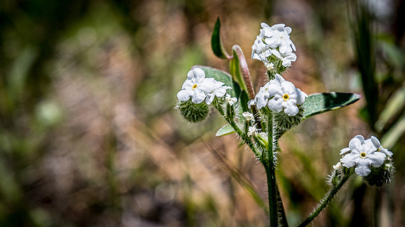 Laguna Meadows 05/2019