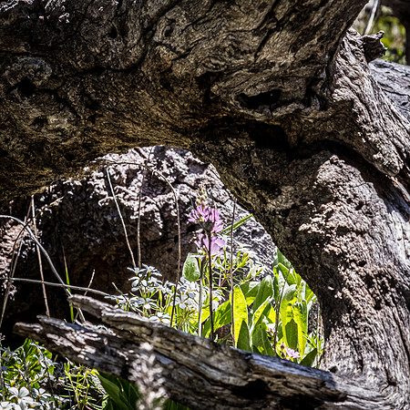 Laguna Meadows 05/2019
