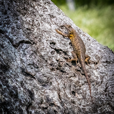 Laguna Meadows 05/2019