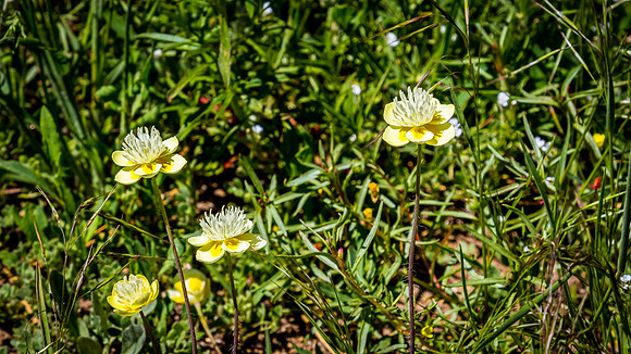 Laguna Meadows 05/2019