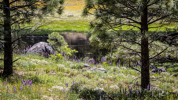 Laguna Meadows 05/2019