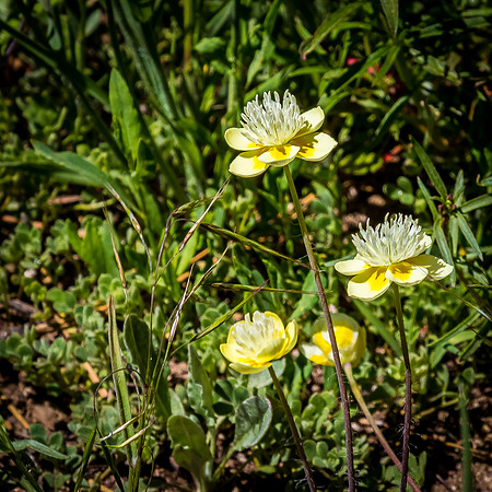 Laguna Meadows 05/2019