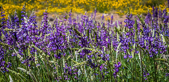 Laguna Meadows 05/2019
