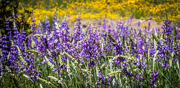 Laguna Meadows 05/2019