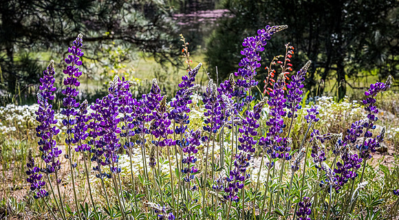 Laguna Meadows 05/2019