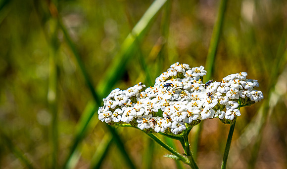 Laguna Meadows 05/2019