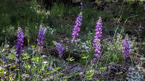 Laguna Meadows 05/2019