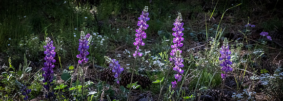 Laguna Meadows 05/2019