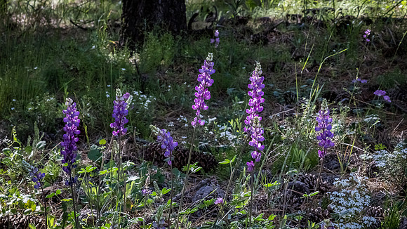 Laguna Meadows 05/2019