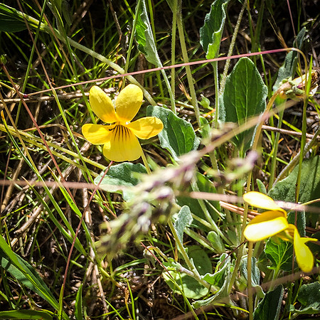 Laguna Meadows 05/2019