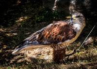 Oregon - Wildlife Images Tour 07/08/19