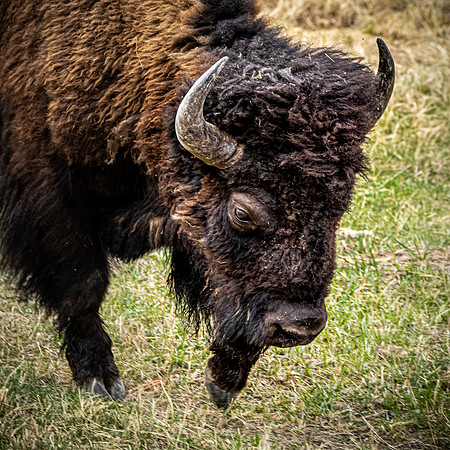 Yellowstone 05/2021