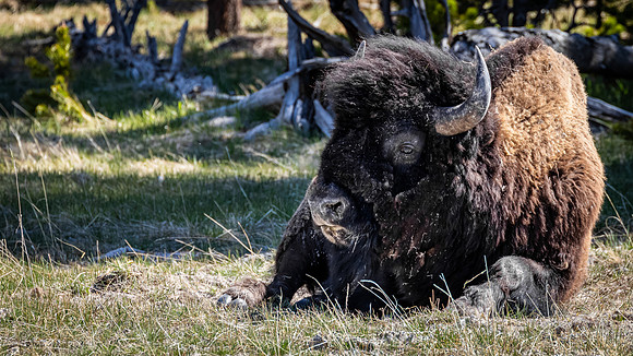 Yellowstone 05/2021