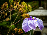 Oregon - Portland Japanese Garden 07/03/19