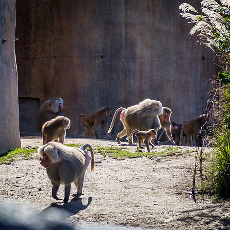 San Diego Zoo 12/27/19