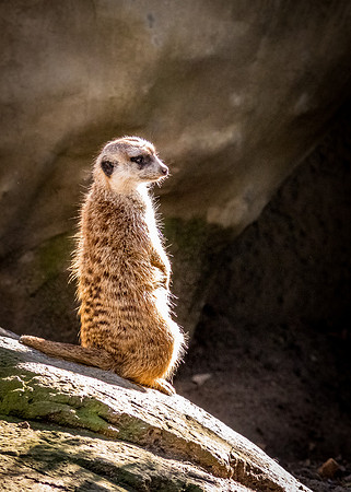 San Diego Zoo 12/27/19