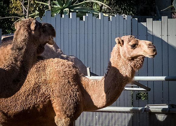San Diego Zoo 12/27/19