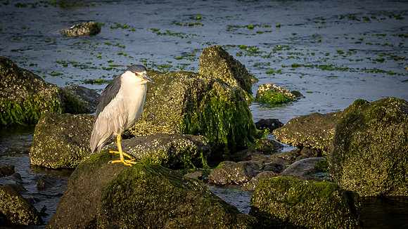 Smith River - Brookings 07/2019