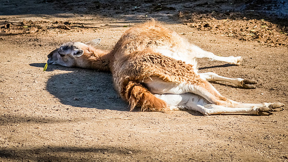 San Diego Zoo 12/27/19