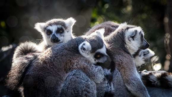 San Diego Zoo 12/27/19
