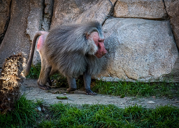 San Diego Zoo 12/27/19