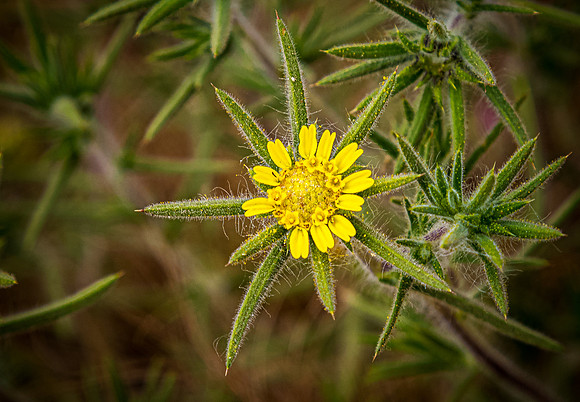 Upper Table Rock 07/2019