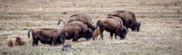 Yellowstone 05/2021