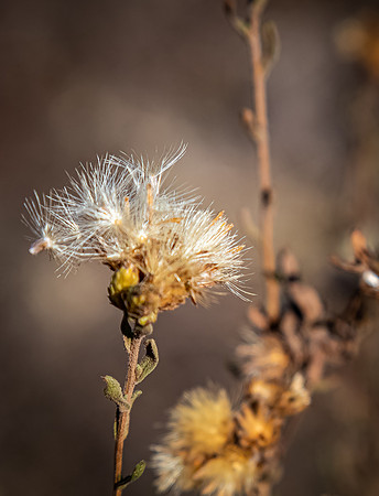Mission Trails Regional Park 11/26/20