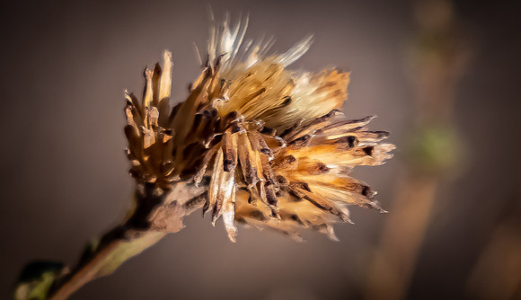 Mission Trails Regional Park 11/26/20