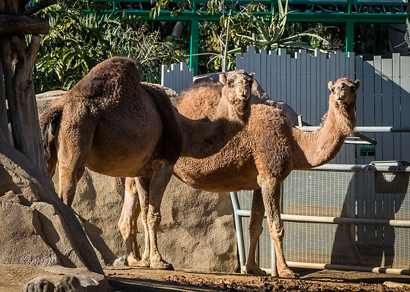 San Diego Zoo 12/27/19