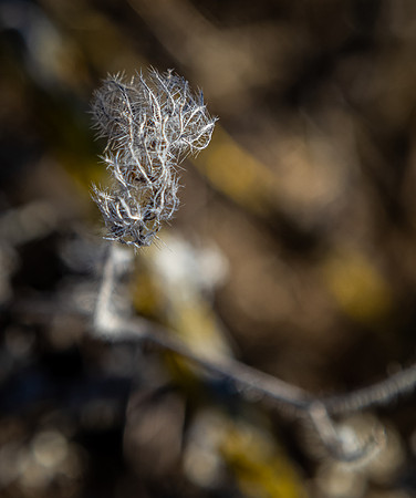 Mission Trails Regional Park 01/01/21