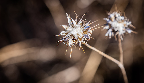 Mission Trails Regional Park 01/01/21