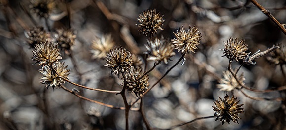 Mission Trails Regional Park 01/01/21