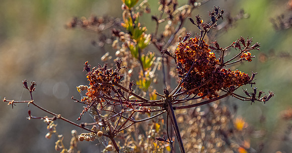 Mission Trails Regional Park 01/01/21