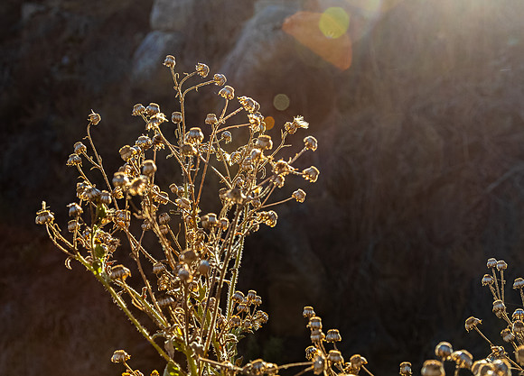 Mission Trails Regional Park 01/01/21
