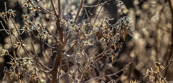 Mission Trails Regional Park 01/01/21