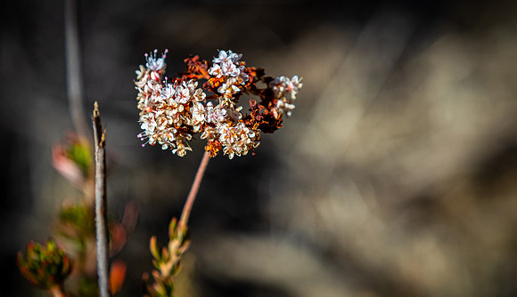 Mission Trails Regional Park 01/01/21