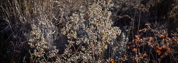 Mission Trails Regional Park 01/01/21