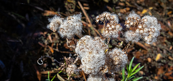 Mission Trails Regional Park 01/01/21