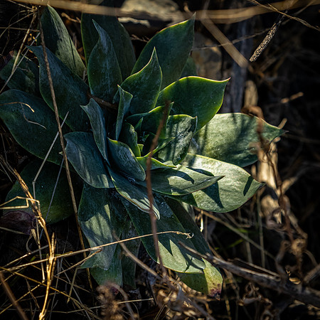 Mission Trails Regional Park 01/01/21