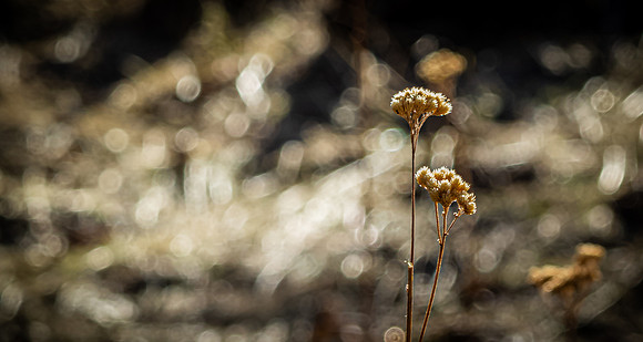 Laguna Meadows 02/23/21